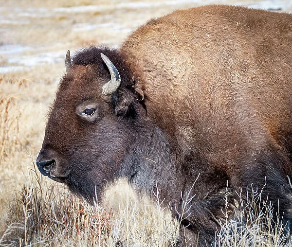 American Bison Date: 02-01-2021
