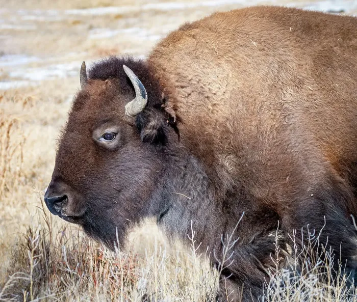 Framed Print : American Bison Date: 02-01-2021 Framed Print : American Bison Date: 02-01-2021