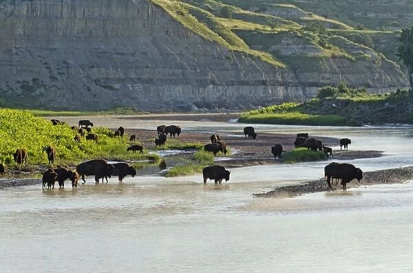 American Bison - herd gathered along the Little Missouri River for a morning drink - Summer - Theodore Roosevlet National Park - North Dakota - USA _E7B2019
