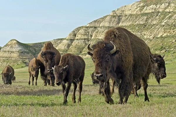 American Bison - herd walking across grassland in badlands area (cow and calf in foreground) - Summer - Northern Great Plains - Theodore Roosevlet National Park - North Dakota - USA _E7B3583