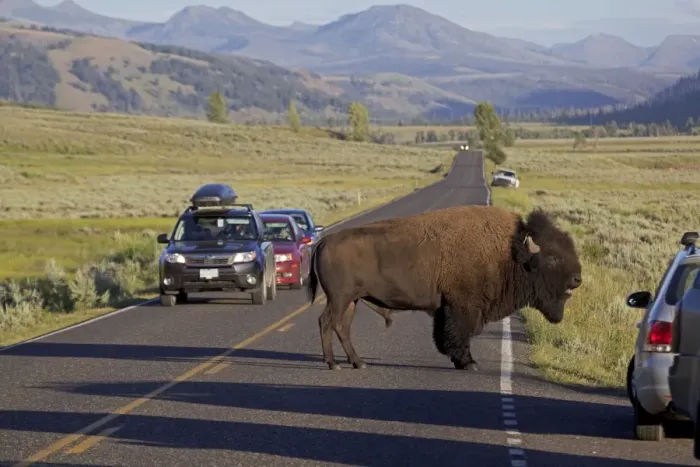 Framed Print : American Bison - male in rut crossing road with traffic - Yellowstone National Park - Wyoming - USA Framed Print : American Bison - male in rut crossing road with traffic - Yellowstone National Park - Wyoming - USA