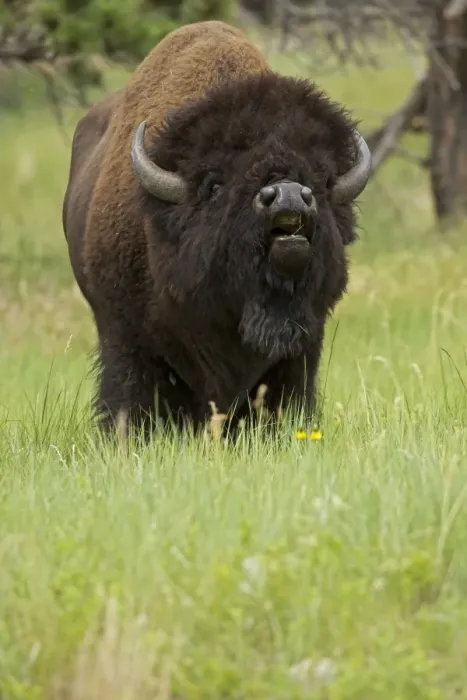 Framed Print : American Bison - male in rut - Wyoming - USA Framed Print : American Bison - male in rut - Wyoming - USA
