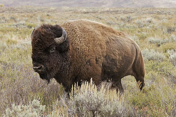 American Bison in sagebrush meadow. Grand Teton National Park Date: 01-10-2020