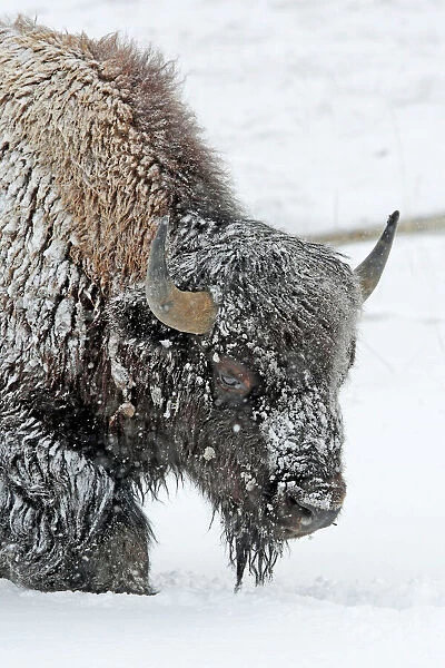 American Bison - in snow