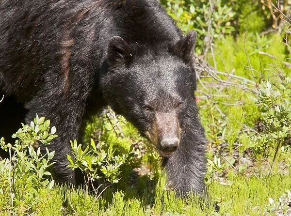 American Black Bear -. Banff National Park, Rockies, Canada