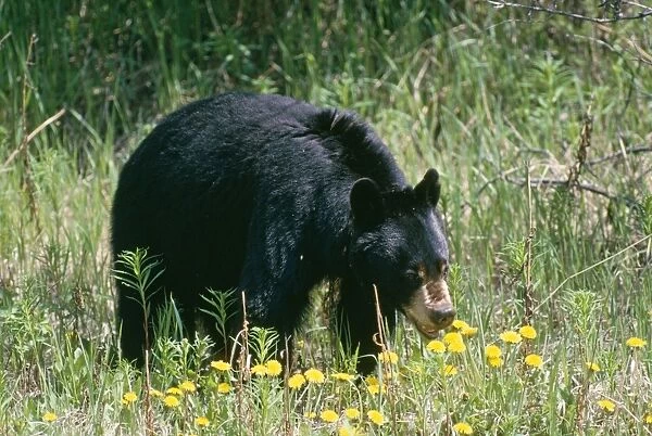 American Black Bear - Canada