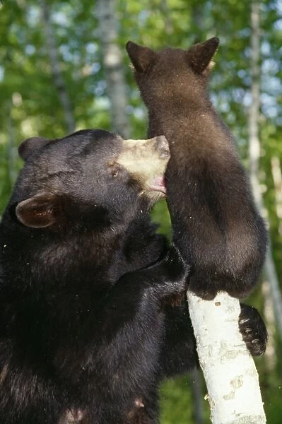 American Black Bear - female with cub in Birch woods North USA