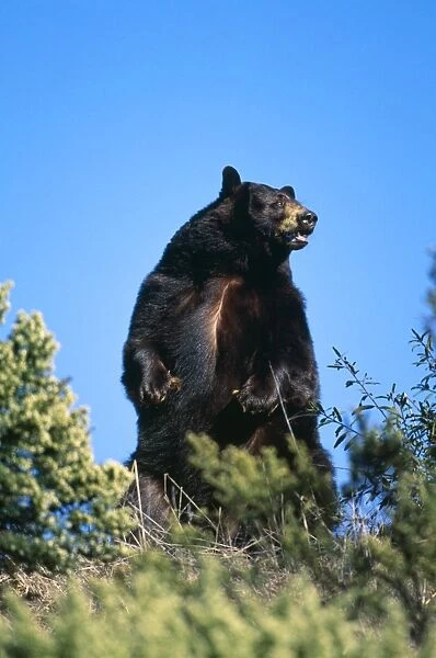 American Black Bear North America