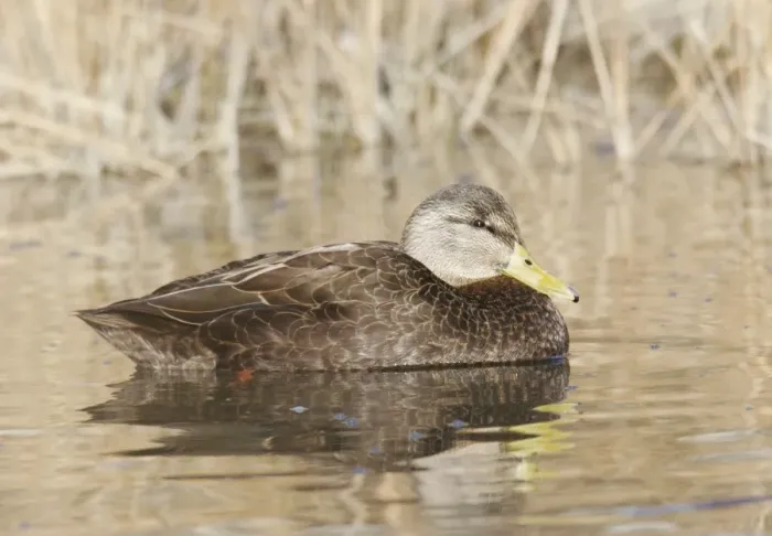 Framed Print : American Black Duck