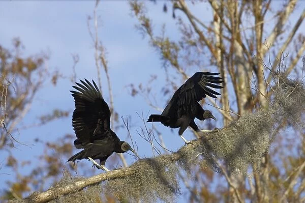 American Black Vulture on spanish moss covered tree. Cypress Lake, florida, USA BI001763