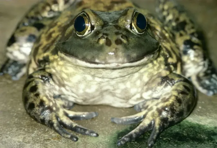 Framed Print : American Bull Frog PM 6171 Rana catesbiana © P. Morris / ARDEA LONDON Framed Print : American Bull Frog PM 6171 Rana catesbiana © P. Morris / ARDEA LONDON