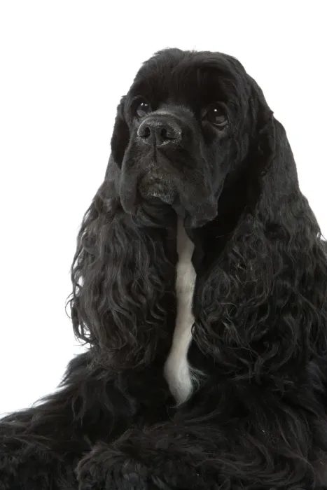 Framed Print : American Cocker Spaniel - black Framed Print : American Cocker Spaniel - black
