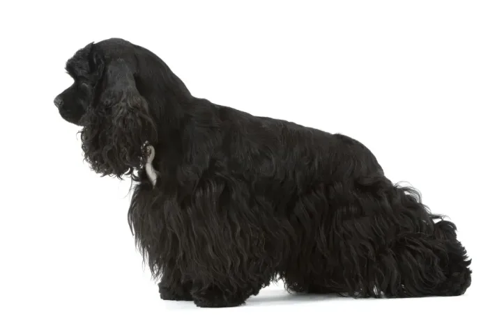 Framed Print : American Cocker Spaniel - black Framed Print : American Cocker Spaniel - black