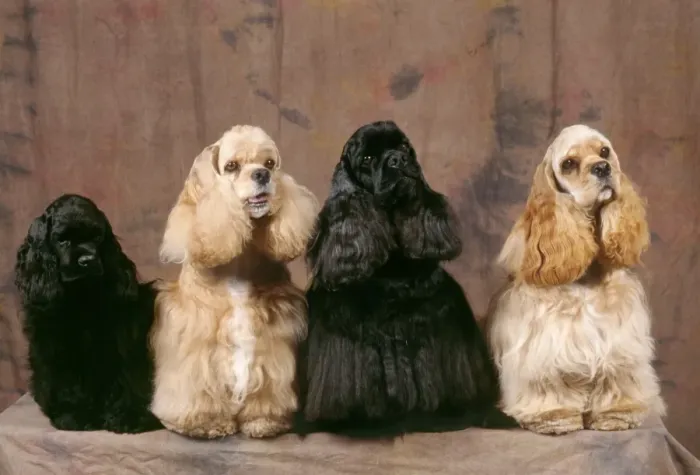 Framed Print : American Cocker Spaniel Dogs