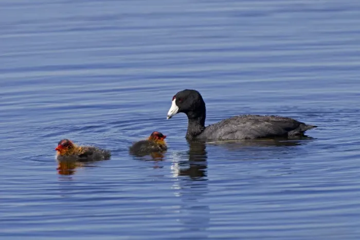 Framed Print : American Coot - adult with chicks - July in Colorado - USA Framed Print : American Coot - adult with chicks - July in Colorado - USA