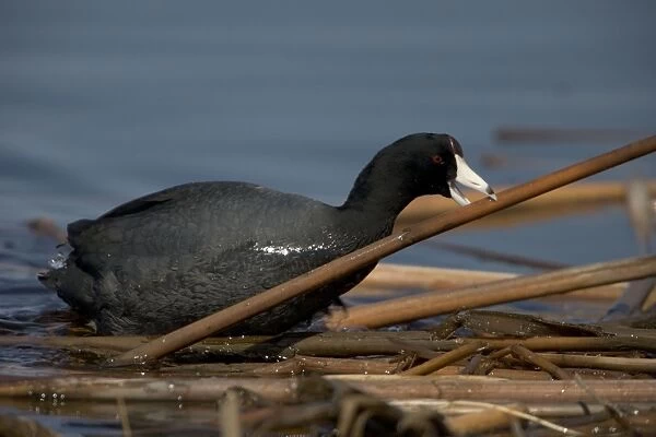 American Coot - Carrying material to construct nest - In nesting season found on fresh water and in winter on both fresh and salt-Dark plumage contrasts with the stubby white bill