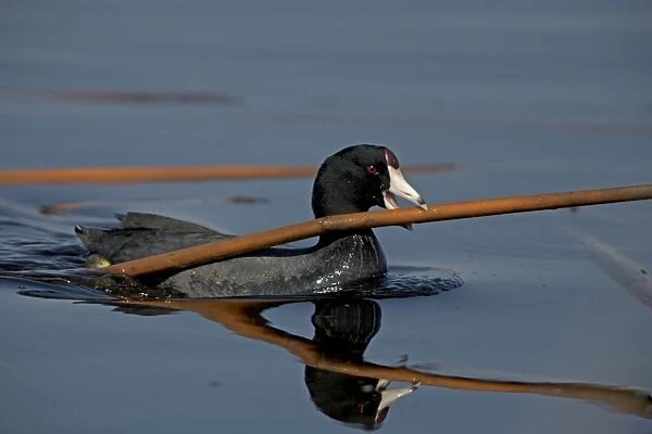 American Coot - Carrying material in mouth to construct nest. New York, USA