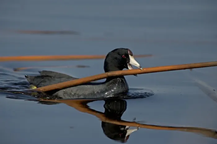 Framed Print : American Coot - Carrying material in mouth to construct nest. New York, USA Framed Print : American Coot - Carrying material in mouth to construct nest. New York, USA