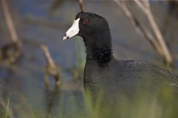 American Coot - Common-In nesting season found on fresh water and in winter on both fresh and salt-Dark plumage contrasts with the stubby white bill and the white marking underneath the short tail-Feeds on shore-on the surface of the water or under