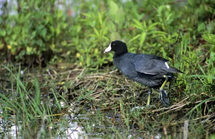 Framed Print : American Coot - florida Framed Print : American Coot - florida