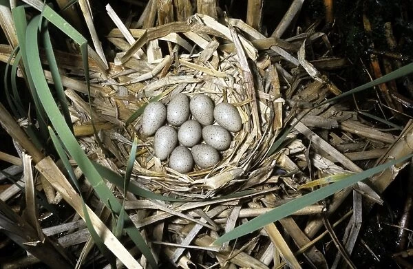 American Coot - nest