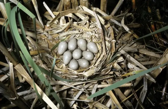 Framed Print : American Coot - nest Framed Print : American Coot - nest