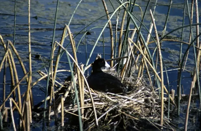 Framed Print : American Coot - on nest Framed Print : American Coot - on nest