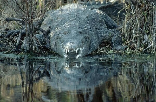 American Crocodile GET 339 Sannibel Island, Florida, USA Crocodylus acutus © Geoff Trinder  /  ARDEA LONDON