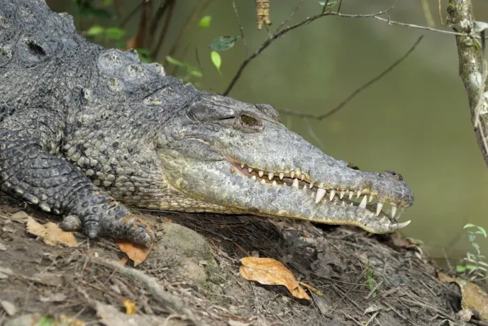 Framed Print : American Crocodile Belize