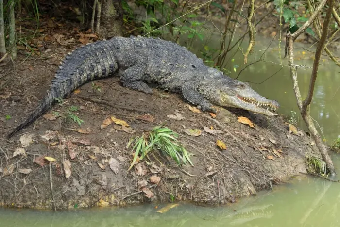 Framed Print : American Crocodile Belize Framed Print : American Crocodile Belize