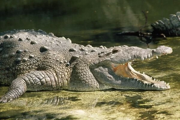 American Crocodile Caribbean, Mexico, Costa Rica