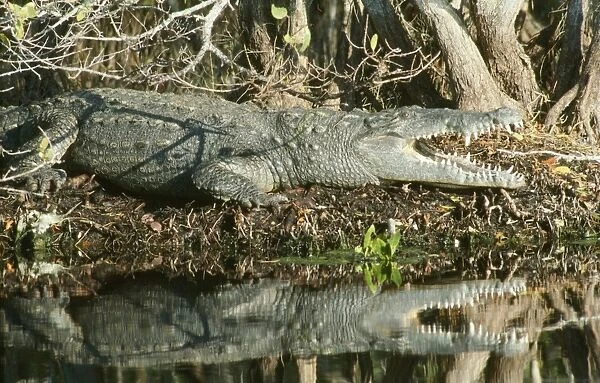 GET-5. American Crocodile. Ding Darling Refuge, Sanibel Island, Florida, USA