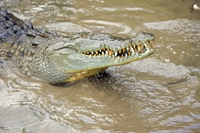 Framed Print : American Crocodile - Tropical rainforest - Costa Rica Framed Print : American Crocodile - Tropical rainforest - Costa Rica