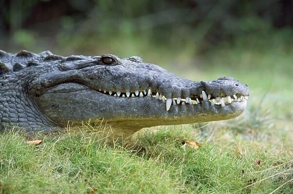 American Crocodile USA