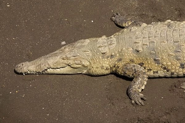 American Crocodiles basking on river bank. Costa Rica