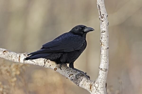 American Crow. JZ-2084. American Crow. Corvus brachyrhynchos