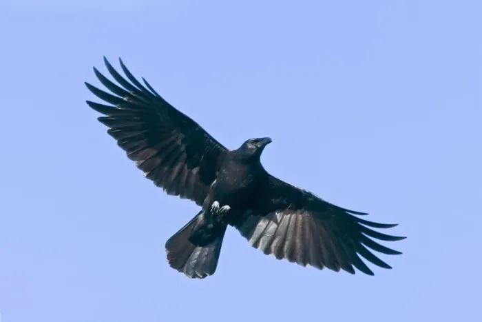 Framed Print : American Crow, Corvus brachyrhynchos Framed Print : American Crow, Corvus brachyrhynchos