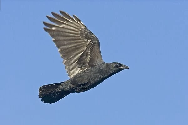 American Crow in flight, Corvus brachyrhynchos. October in CT