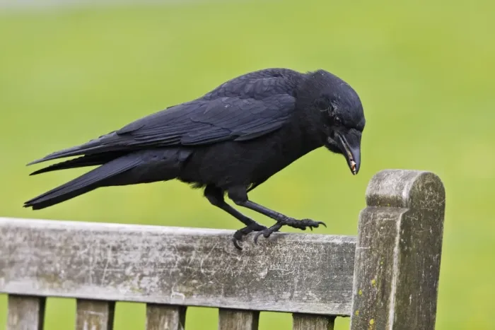 Framed Print : American Crow - in Stanley park. Vancouver - Canada Framed Print : American Crow - in Stanley park. Vancouver - Canada