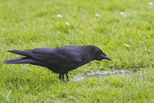 American Crow - in Stanley park. Vancouver - Canada
