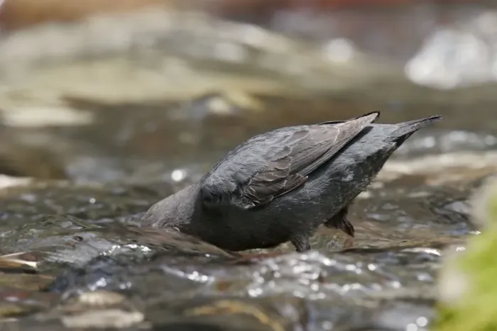 Framed Print : American Dipper - foraging Yellowstone National Park, Wyoming, USA Framed Print : American Dipper - foraging Yellowstone National Park, Wyoming, USA