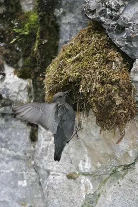 Framed Print : American Dipper - at it's streamside nest Yellowstone National Park Framed Print : American Dipper - at it's streamside nest Yellowstone National Park