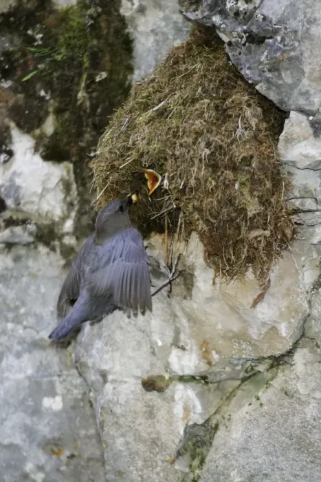 Framed Print : American Dipper - at it's streamside nest Yellowstone National Park Framed Print : American Dipper - at it's streamside nest Yellowstone National Park