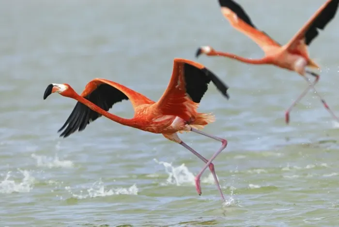 Framed Print : American Flamingo Rio Lagartos Reserve, Yucatan, Mexico