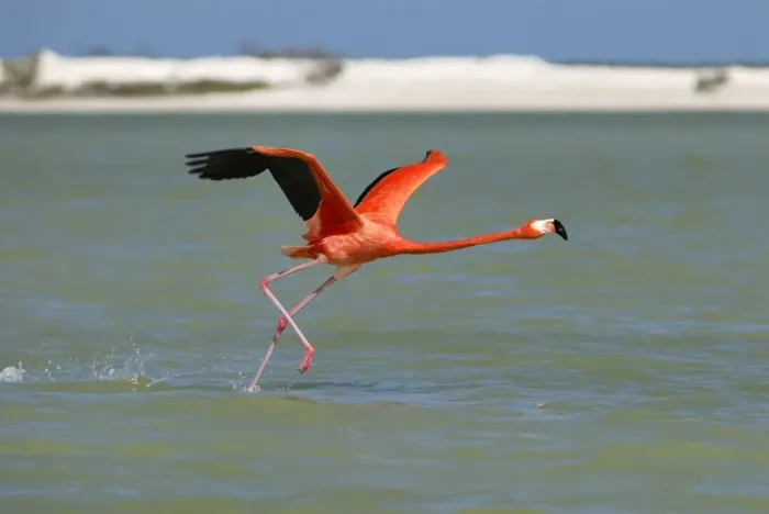 Framed Print : American flamingo Rio Lagartos Reserve, Yucatan, Mexico Framed Print : American flamingo Rio Lagartos Reserve, Yucatan, Mexico