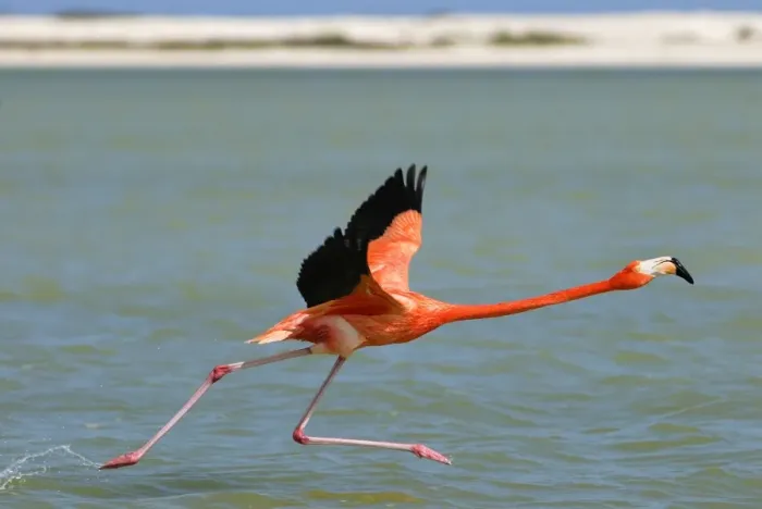 Framed Print : American flamingo Rio Lagartos Reserve, Yucatan, Mexico Framed Print : American flamingo Rio Lagartos Reserve, Yucatan, Mexico