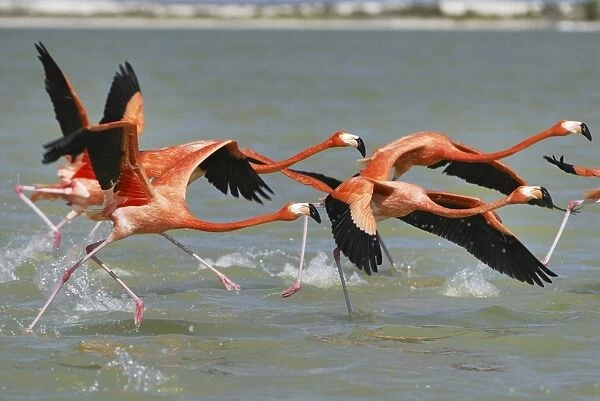 American flamingo Rio Lagartos Reserve, Yucatan, Mexico