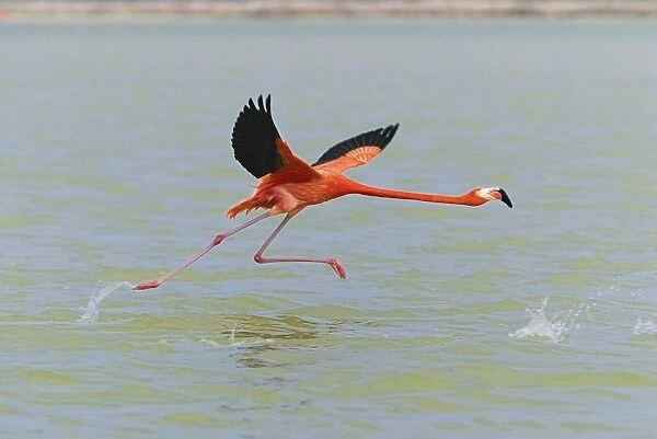 American Flamingo Rio Lagartos Reserve, Yucatan, Mexico
