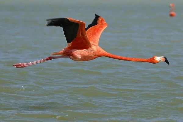 American flamingo Rio Lagartos Reserve, Yucatan, Mexico
