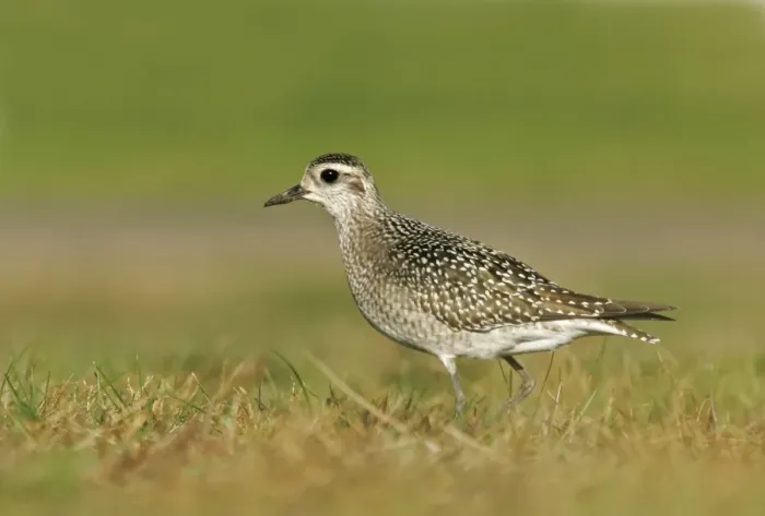 Framed Print : American Golden Plover Framed Print : American Golden Plover